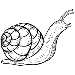 Line drawing of a snail.