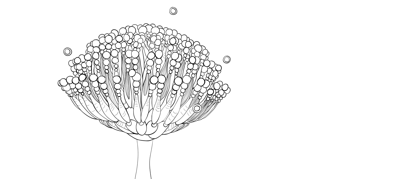 Drawing of an aflatoxin spore.