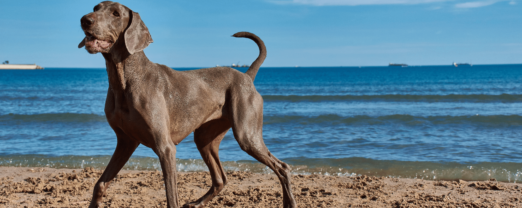 All Diets For Dogs