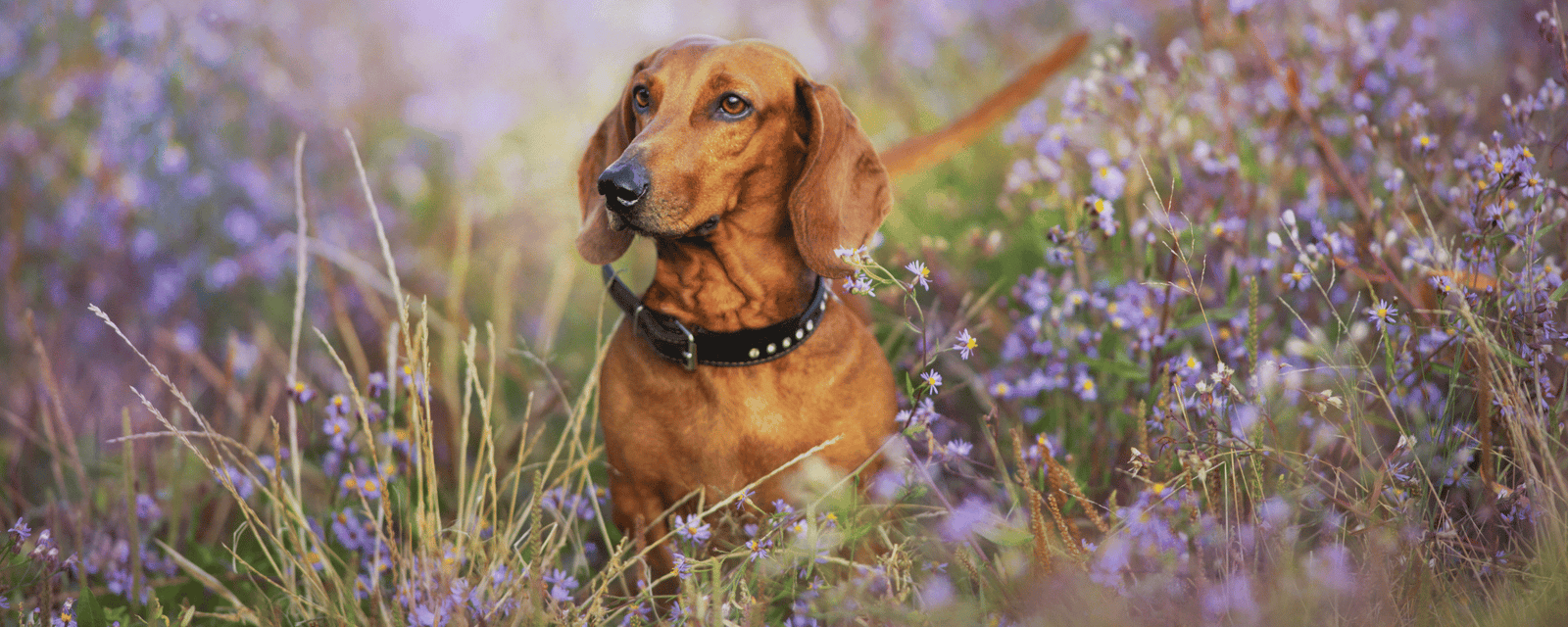 Low Fat Kangaroo-MAINT Collection