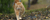 Kangaroo-MAINT For Cats