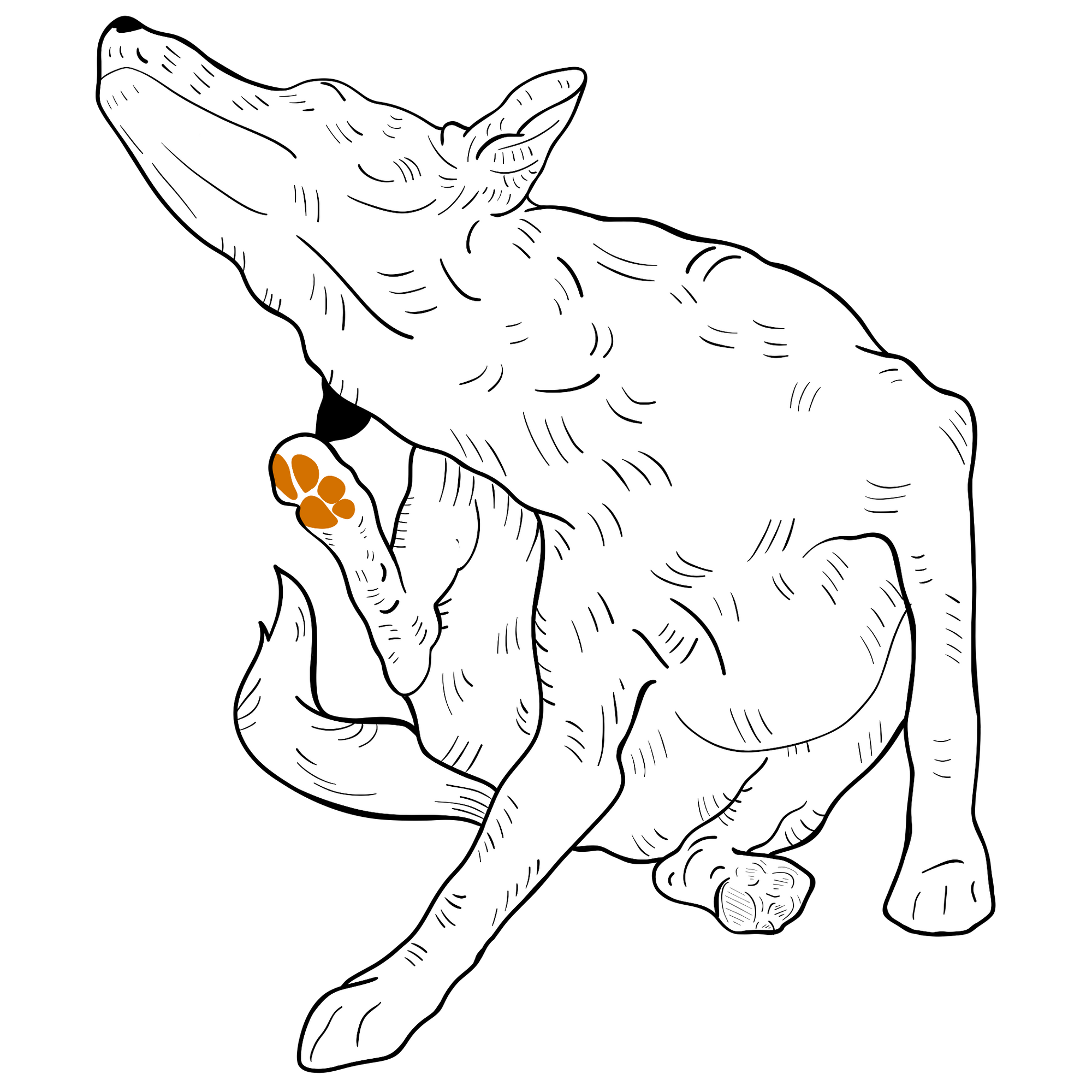 drawing of a dog sitting and scratching its ear with its back paw
